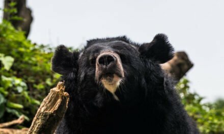 Japan’s bear meat vending machine proves a surprising success