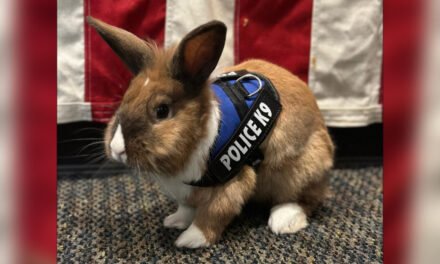 Officer Cottontail? Bunny joins police force. Fur real.