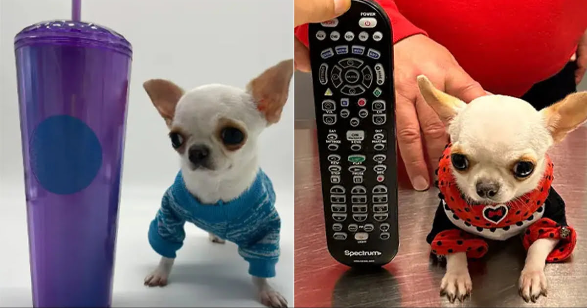 World’s shortest dog is just 3.59 inches tall — and ‘a bit of a diva’