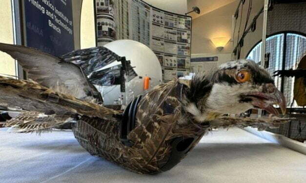 Dead birds get new life: New Mexico researchers develop taxidermy bird drones