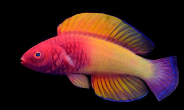The Species That Change Sex