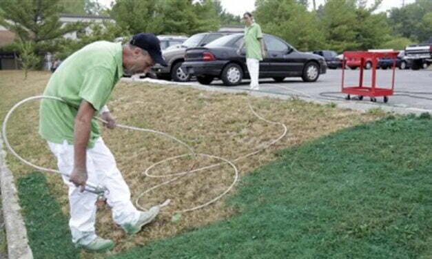 Why more and more Americans are painting their lawns