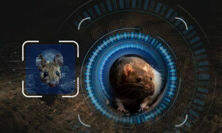Pest controllers using facial recognition software to kill rats in people’s homes