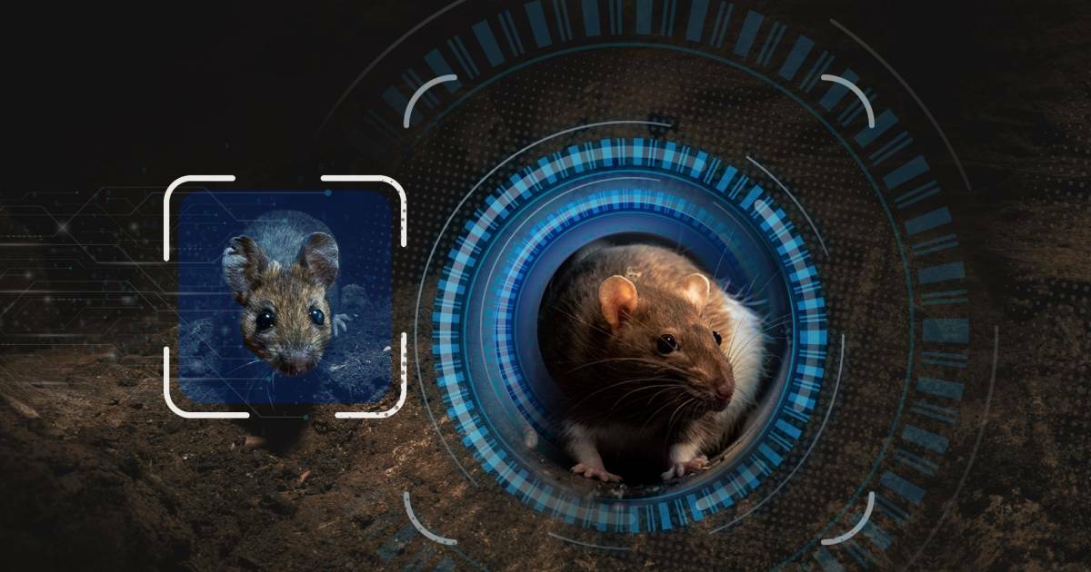 Pest controllers using facial recognition software to kill rats in people’s homes