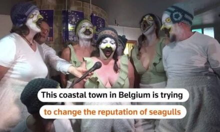 Belgian town organises seagull imitation championship