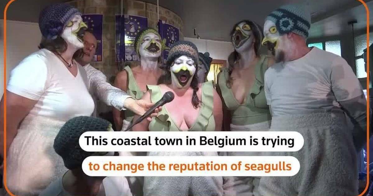 Belgian town organises seagull imitation championship