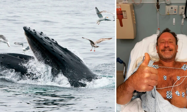 Man who was ‘swallowed’ whole by whale says he only realised what had happened once it went dark