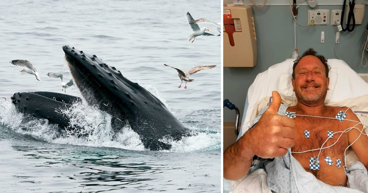 Man who was ‘swallowed’ whole by whale says he only realised what had happened once it went dark