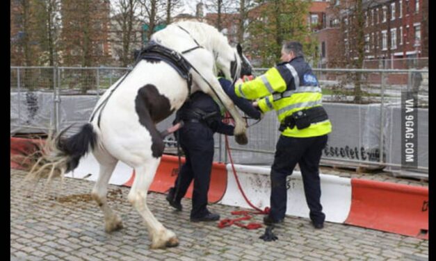 Public urged to stay away from 18 stallions released for breeding season