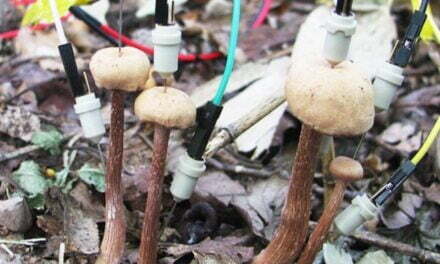 Mushrooms Appear to Have Electrical ‘Conversations’ After It Rains