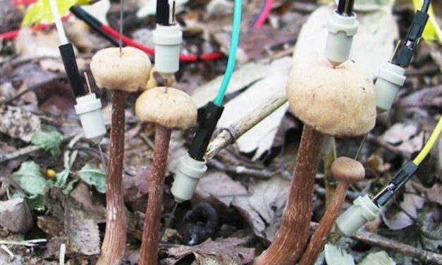 Mushrooms Appear to Have Electrical ‘Conversations’ After It Rains