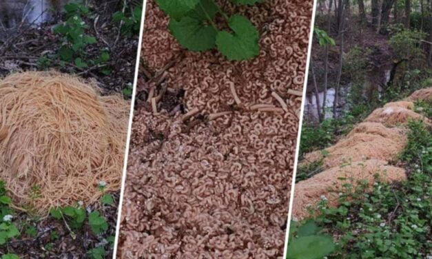 What to do when hundreds of pounds of pasta are dumped in a NJ town? Take photos, make jokes