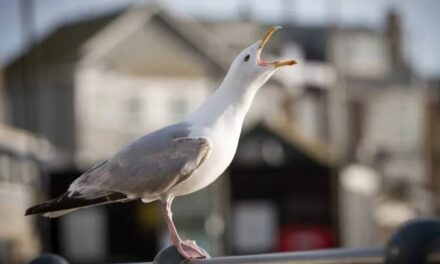 Seagulls ‘stealing drug stashes’