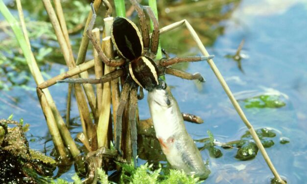 Spider catches and eats fish in horrifying video