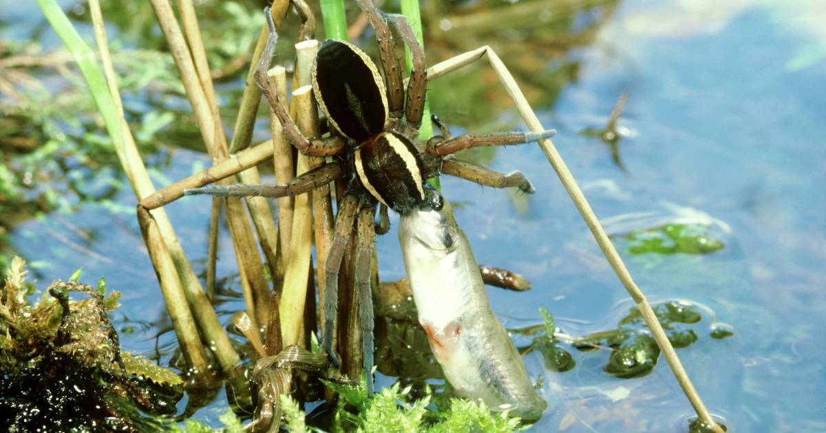 Spider catches and eats fish in horrifying video