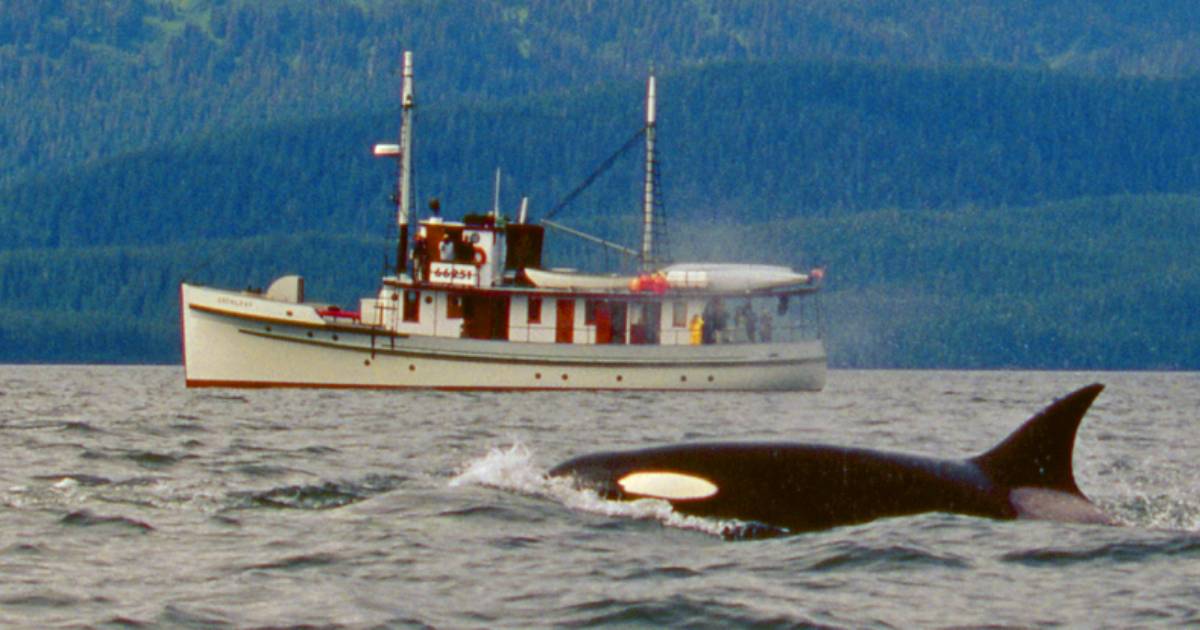 EXPERTS SAY KILLER WHALES ARE TEACHING EACH OTHER TO ATTACK BOATS