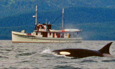 EXPERTS SAY KILLER WHALES ARE TEACHING EACH OTHER TO ATTACK BOATS