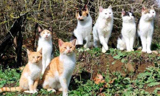 Florida woman leaves $300K estate to her seven Persian cats as adoption requests pour in