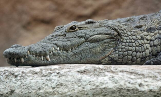 Crocodile impregnates herself in Costa Rican zoo