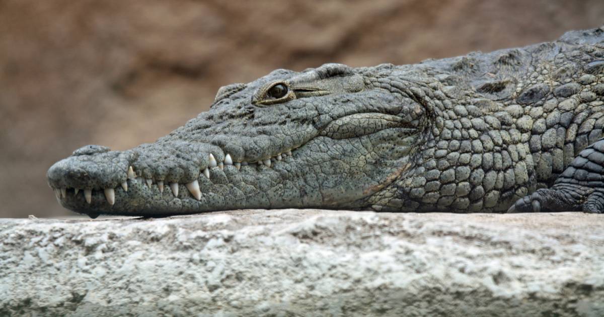 Crocodile impregnates herself in Costa Rican zoo