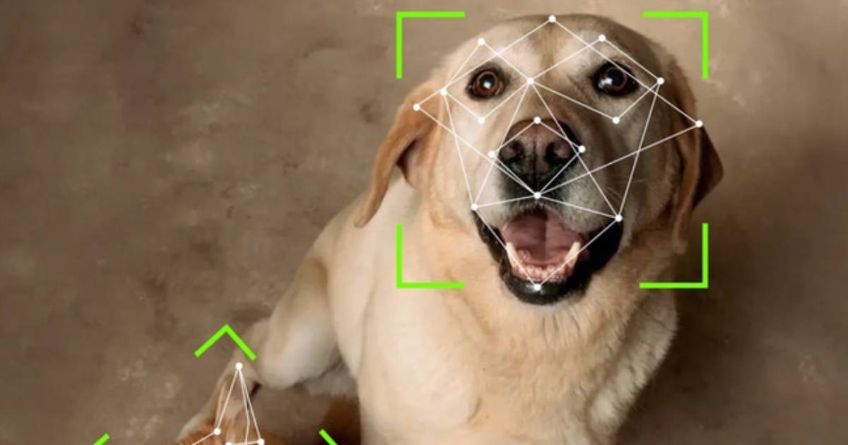 Tech company invents doggie door that uses facial recognition to let your pet in and out of the house 