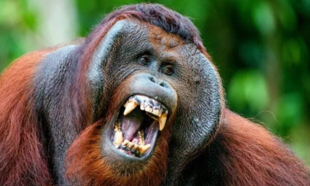 Orangutans Can Beatbox, Scientists Discover