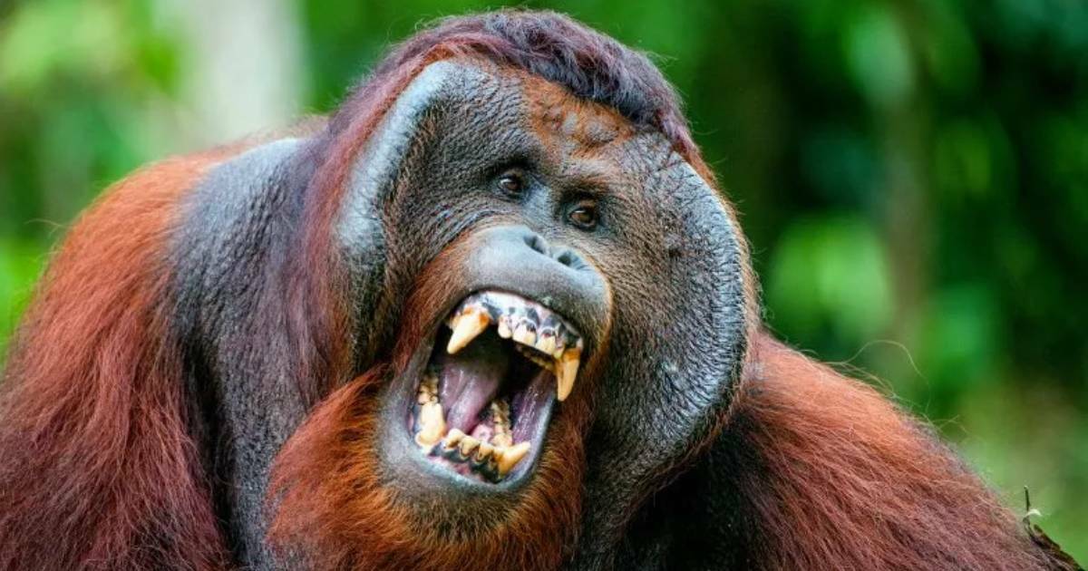 Orangutans Can Beatbox, Scientists Discover