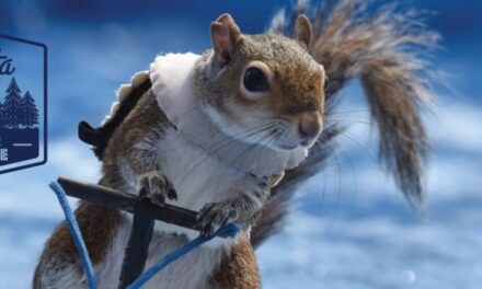 Twiggy the Waterskiing Squirrel to visit Mall of America