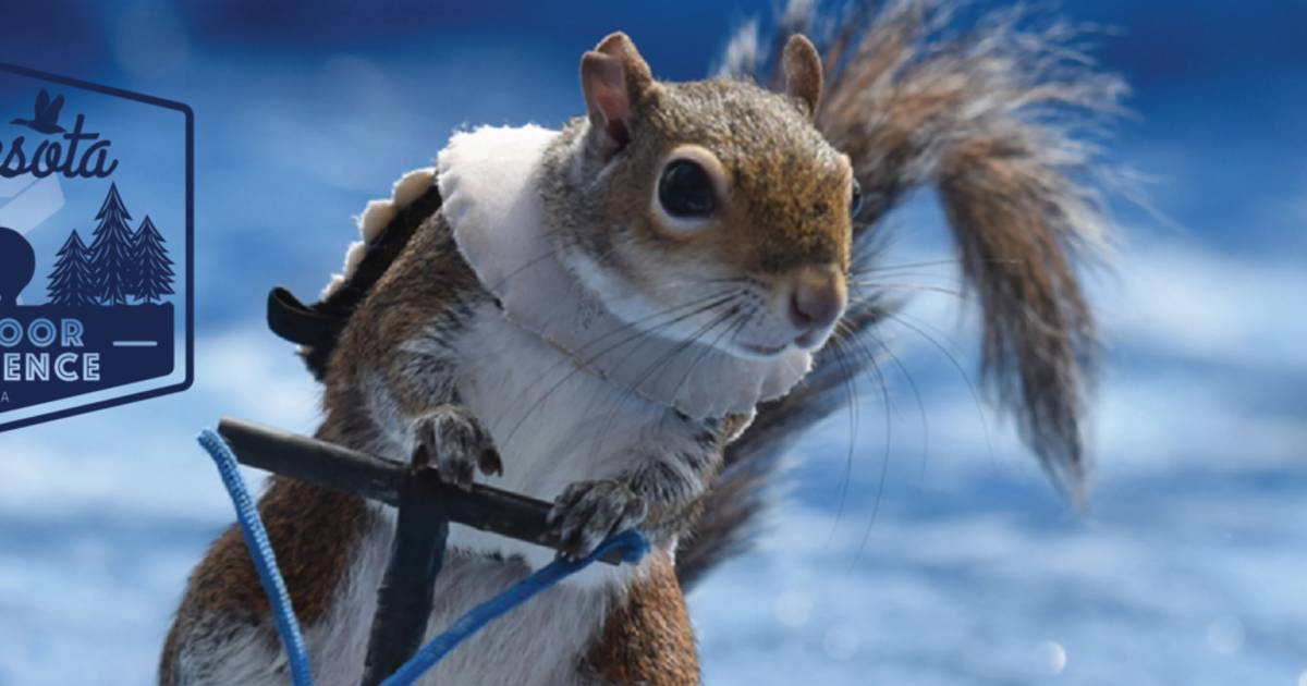 Twiggy the Waterskiing Squirrel to visit Mall of America