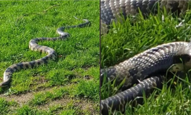 Pet owner sparks debate after taking 20 pet snakes to sunbathe in local park