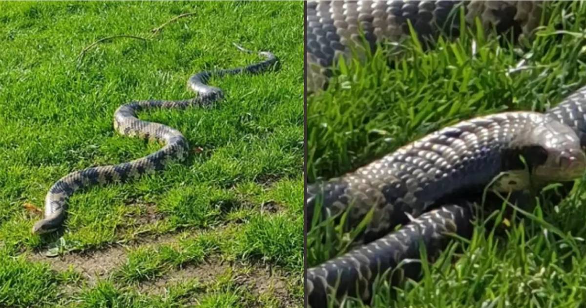 Pet owner sparks debate after taking 20 pet snakes to sunbathe in local park