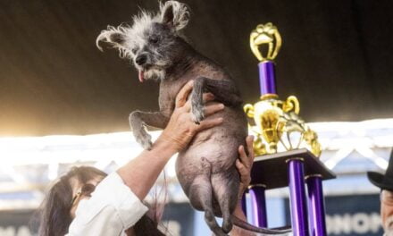 Meet Scooter, the winner of this year’s World’s Ugliest Dog contest
