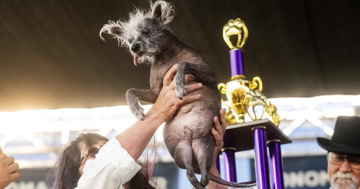 Meet Scooter, the winner of this year’s World’s Ugliest Dog contest