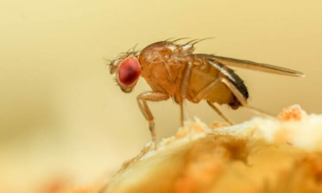 Scientists Discover The Genetic Switch to Induce ‘Virgin Births’ in Fruit Flies