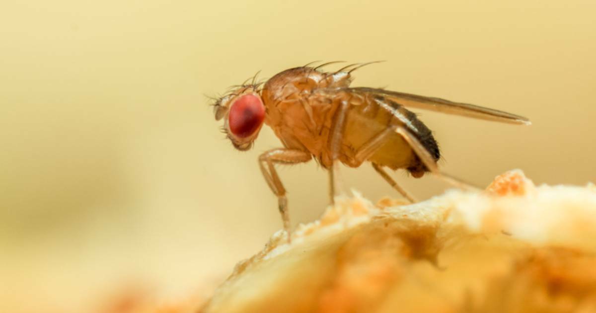 Scientists Discover The Genetic Switch to Induce ‘Virgin Births’ in Fruit Flies