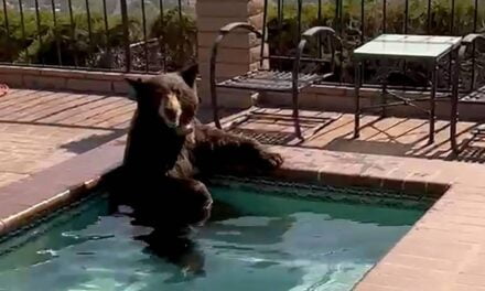 Bear spotted cooling off in a jacuzzi during Southern California heatwave