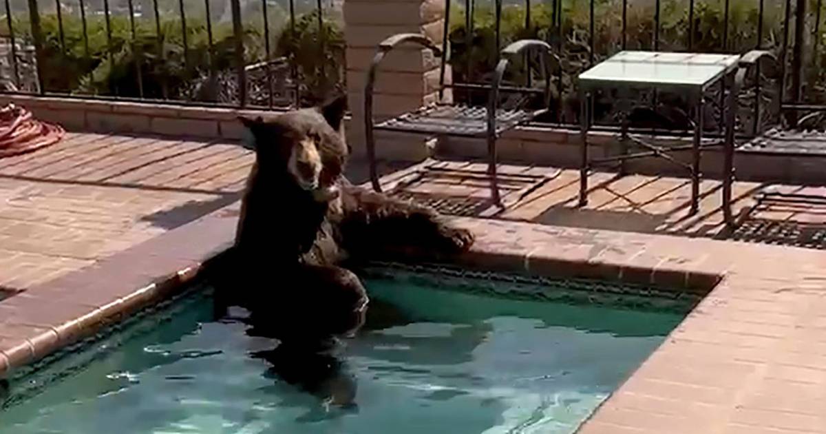 Bear spotted cooling off in a jacuzzi during Southern California heatwave