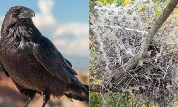 BIRD USES ANTI-BIRD SPIKES TO CREATE FORTIFIED NEST
