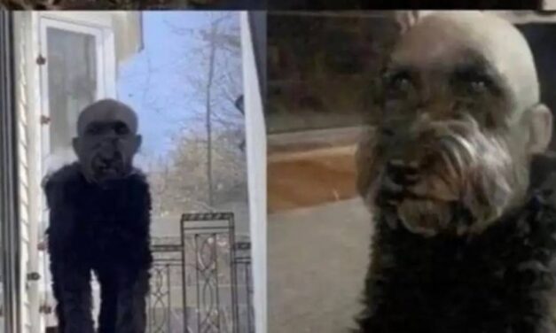 Nightmare dog: Don’t Shave your dog’s head