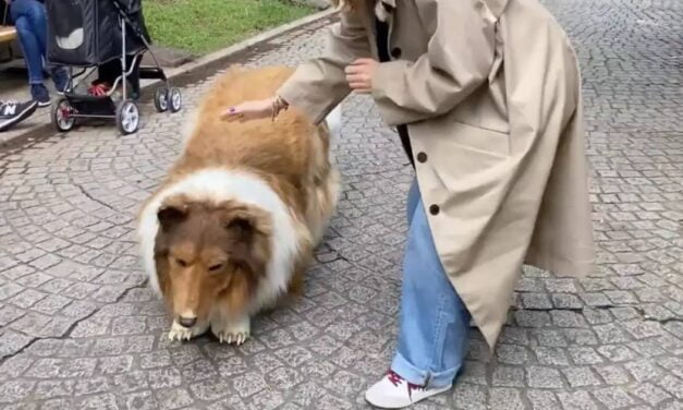 Man who spent £12,480 to become a dog terrifies real dogs in the street