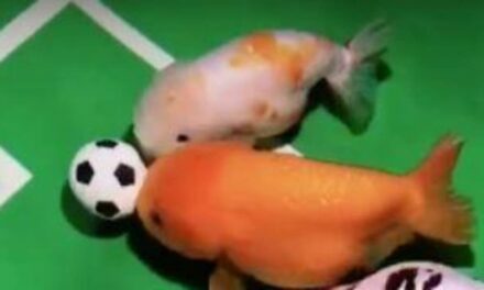 Man ‘trains’ his pet fish to play football in their tank