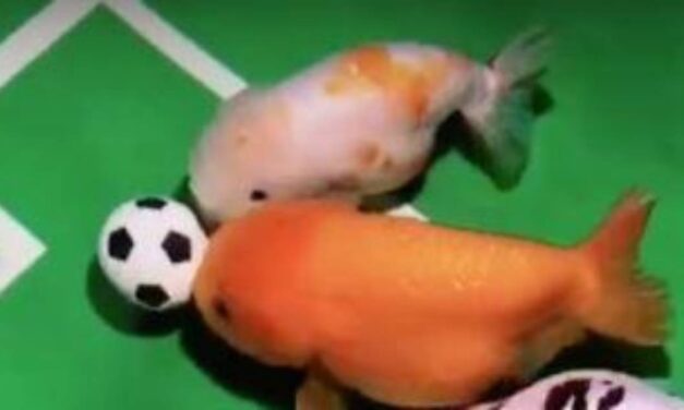 Man ‘trains’ his pet fish to play football in their tank