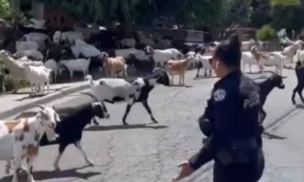 Escaped goats takeover over neighborhood in Bay Area’