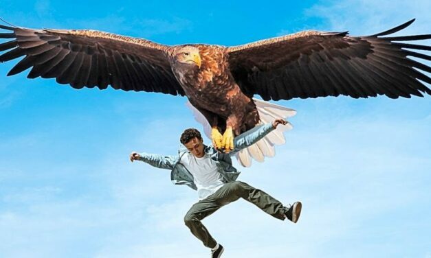 Mail delivery suspended in Texas neighborhood due to dive-bombing hawk