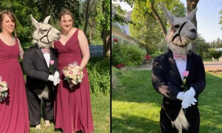 People are losing it at Llama dressed up as groomsman