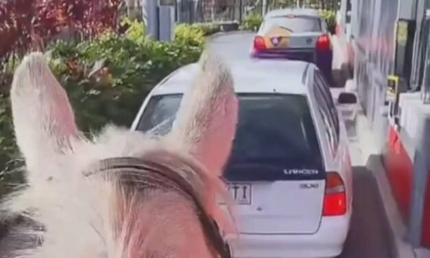 Woman rides horse through McDonald’s drive-thru as stunned staff look on