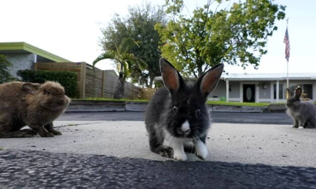 Rabbits have overrun a suburban Florida community. Volunteers hop to the rescue