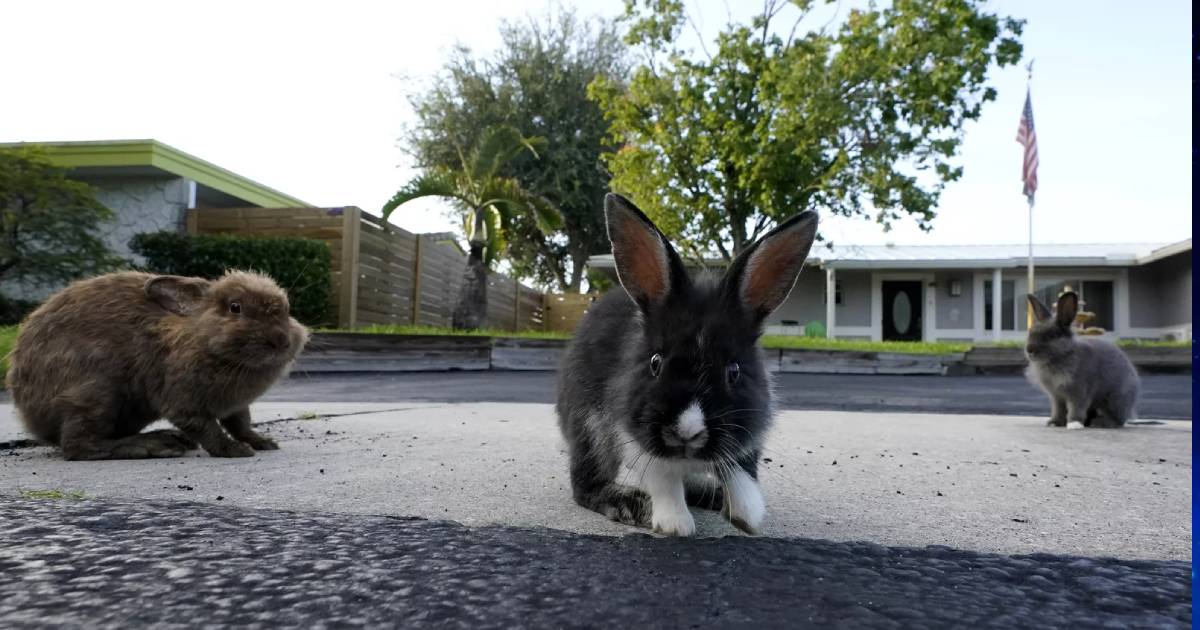 Rabbits have overrun a suburban Florida community. Volunteers hop to the rescue