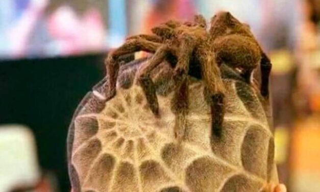 Barber Does Spider-Themed Haircuts
