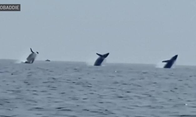 ‘Whale ballet’: Video shows 3 humpbacks jump in unison, a birthday surprise for man and daughters